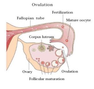 mini-ivf